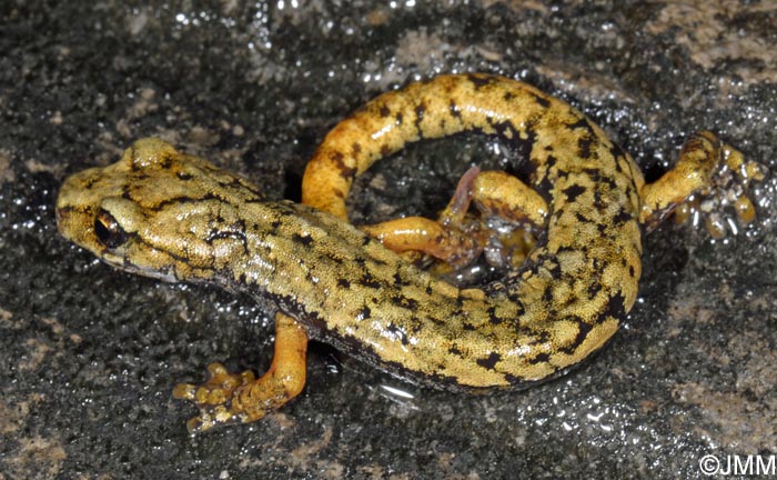 Speleomantes ambrosii = Hydromantes ambrosii