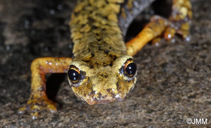 Speleomantes ambrosii = Hydromantes ambrosii