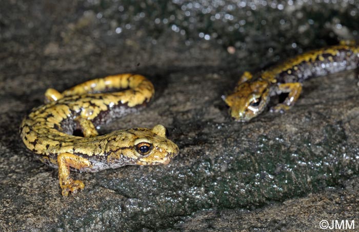 Speleomantes ambrosii = Hydromantes ambrosii
