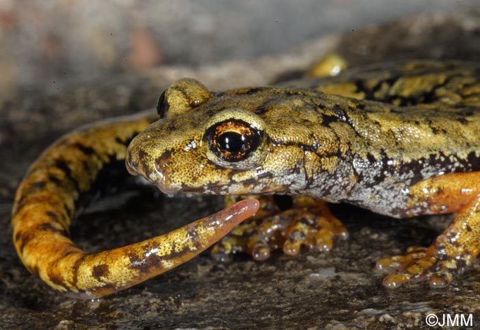 Speleomantes ambrosii = Hydromantes ambrosii
