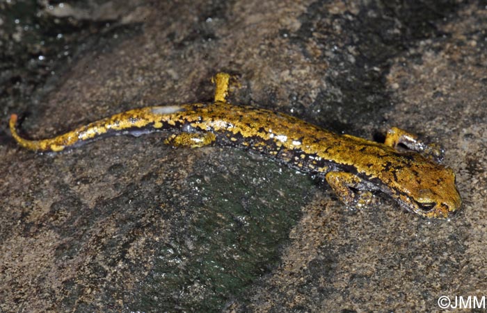 Speleomantes ambrosii = Hydromantes ambrosii
