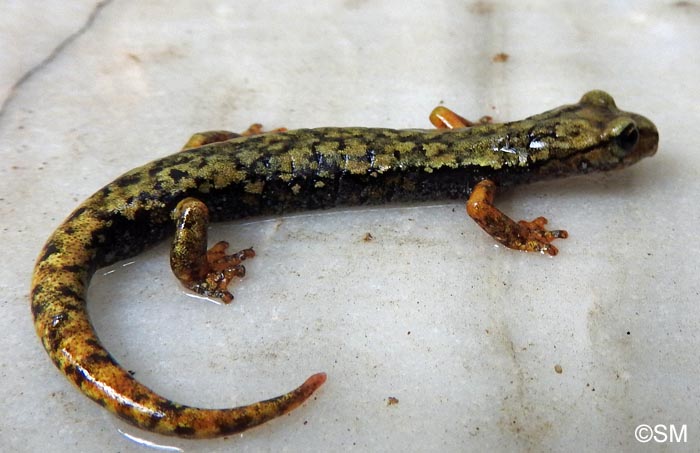 Speleomantes ambrosii = Hydromantes ambrosii