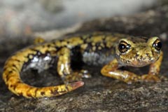 Hydromantes ambrosii = Speleomantes ambrosii