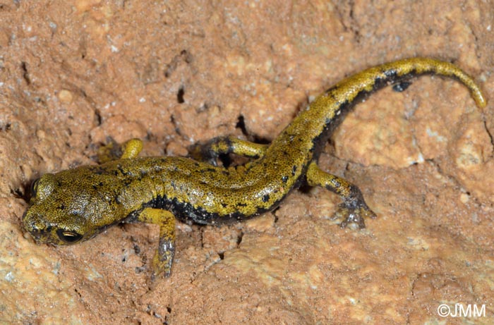 Speleomantes italicus = Hydromantes italicus
