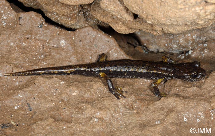 Speleomantes italicus = Hydromantes italicus