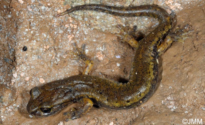 Speleomantes italicus = Hydromantes italicus