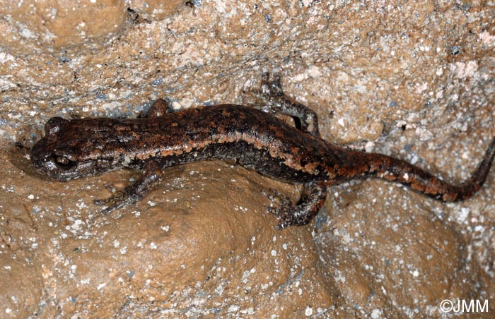 Speleomantes italicus = Hydromantes italicus