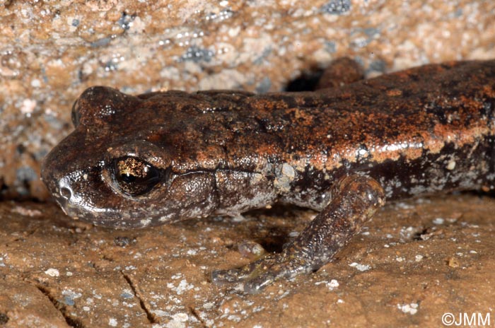 Speleomantes italicus = Hydromantes italicus