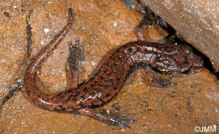 Speleomantes italicus = Hydromantes italicus