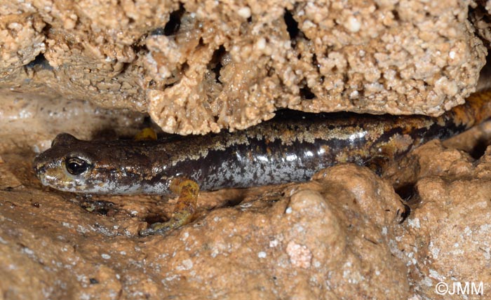 Speleomantes italicus = Hydromantes italicus