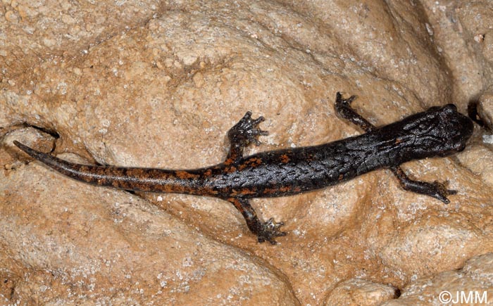 Speleomantes italicus = Hydromantes italicus