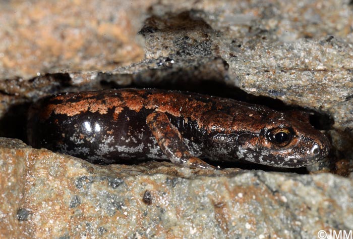 Speleomantes italicus = Hydromantes italicus