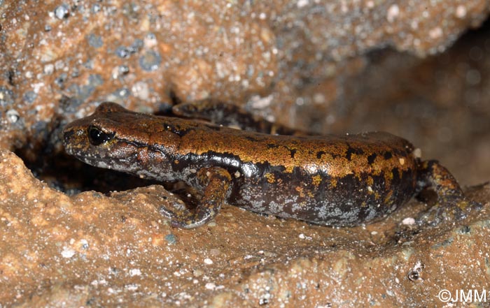 Speleomantes italicus = Hydromantes italicus