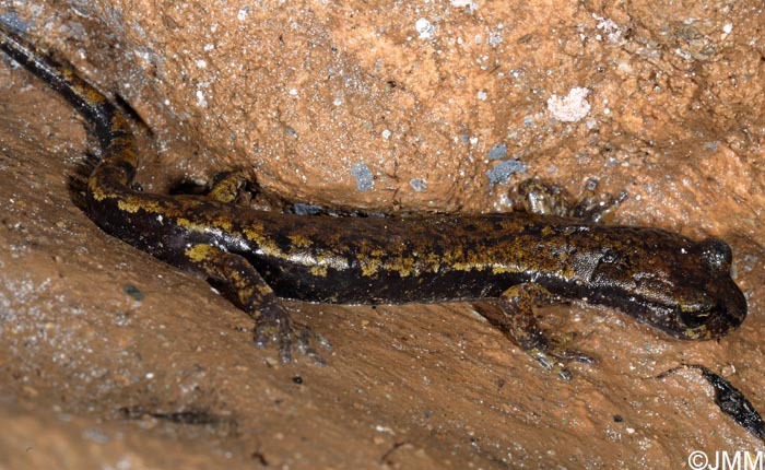 Speleomantes italicus = Hydromantes italicus