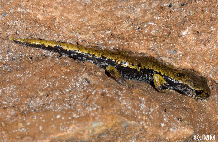 Speleomantes italicus = Hydromantes italicus