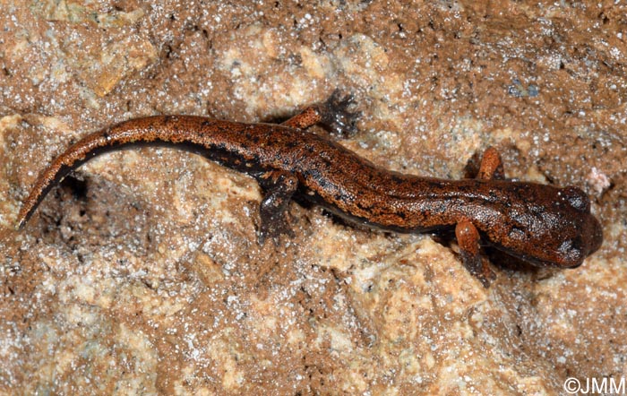 Speleomantes italicus = Hydromantes italicus