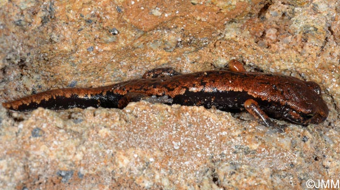 Speleomantes italicus = Hydromantes italicus
