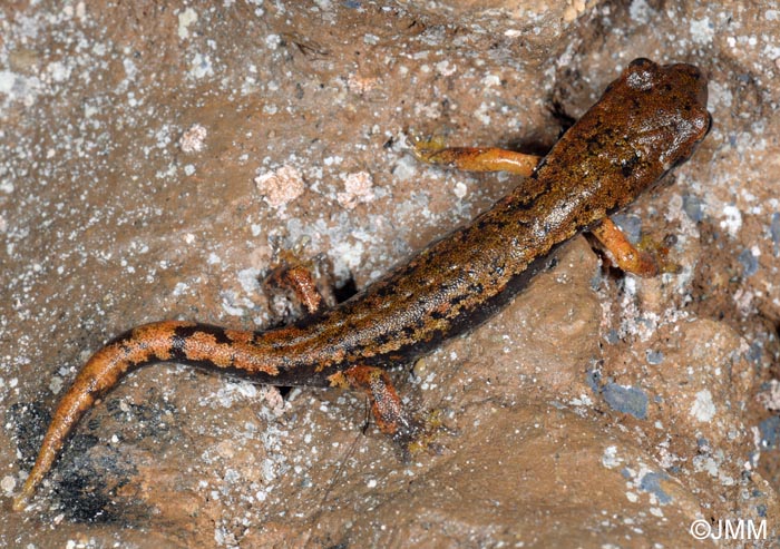 Speleomantes italicus = Hydromantes italicus