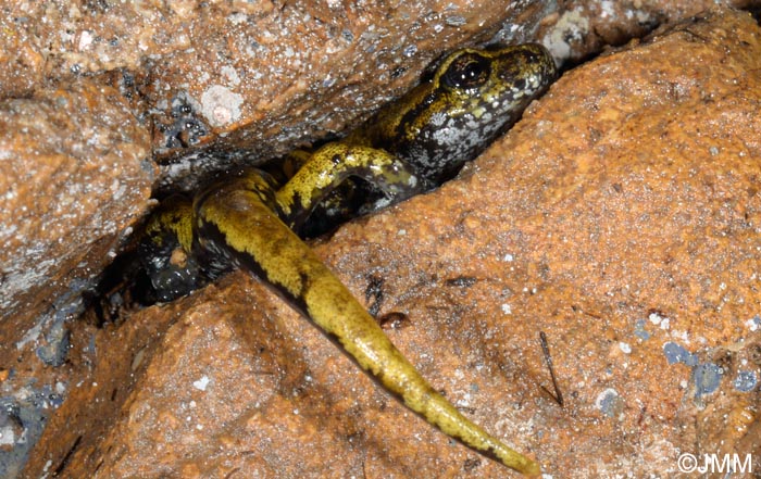 Speleomantes italicus = Hydromantes italicus