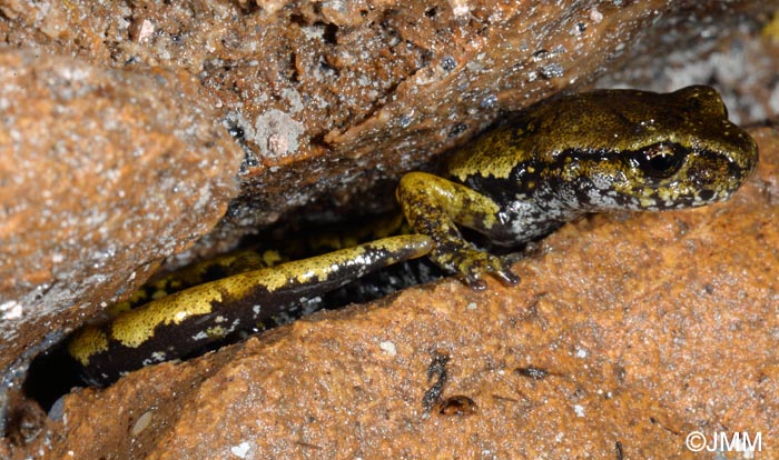 Speleomantes italicus = Hydromantes italicus