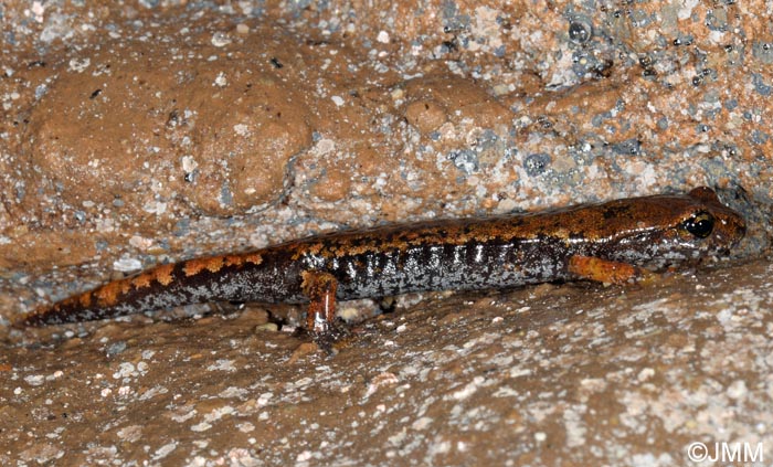 Speleomantes italicus = Hydromantes italicus