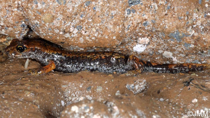 Speleomantes italicus = Hydromantes italicus