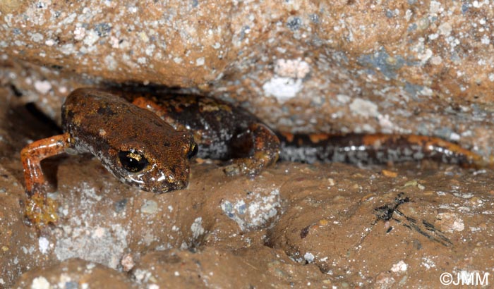 Speleomantes italicus = Hydromantes italicus