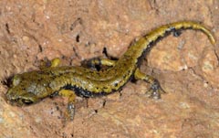 Speleomantes italicus = Hydromantes italicus