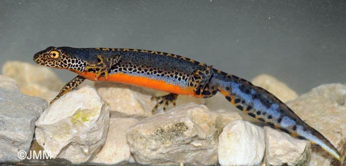 Triturus alpestris