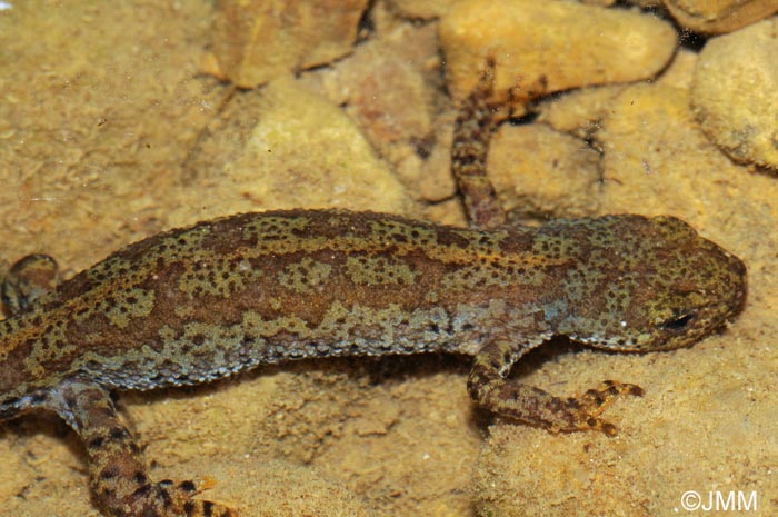 Triturus alpestris