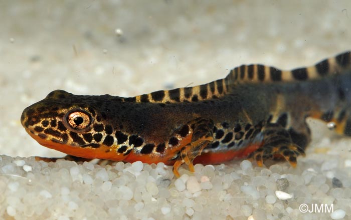 Triturus alpestris