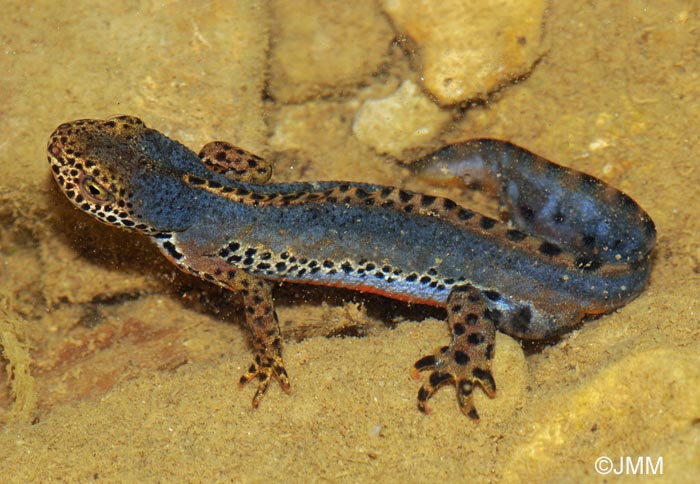 Triturus alpestris