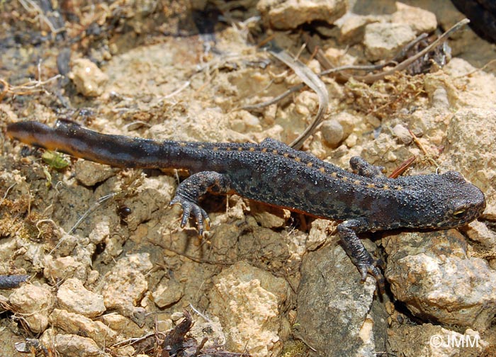 Triturus alpestris