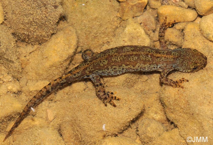 Triturus alpestris