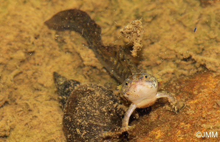 Triturus alpestris : adulte pdomorphique ou larve notnique