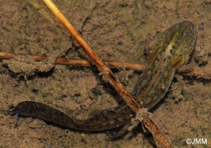 Triturus alpestris : adulte pdomorphique ou larve notnique