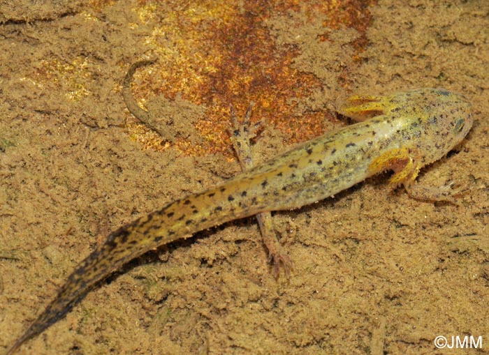 Triturus alpestris : adulte pdomorphique ou larve notnique