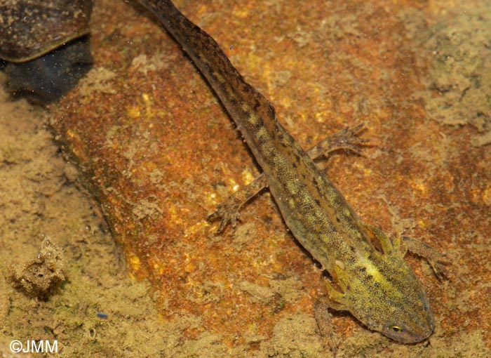 Triturus alpestris : adulte pdomorphique ou larve notnique