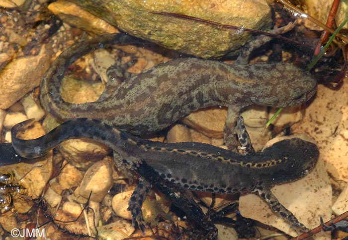 Triturus alpestris