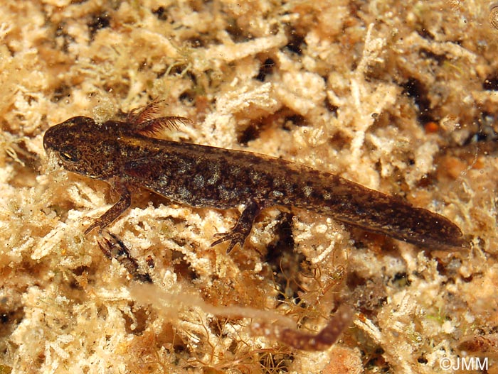 Triturus alpestris