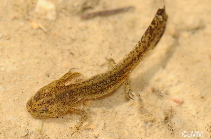 Triturus alpestris