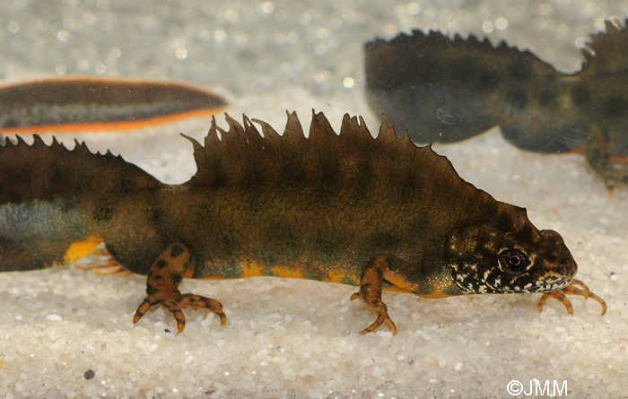 Triturus carnifex