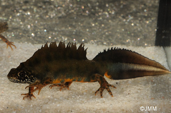 Triturus carnifex