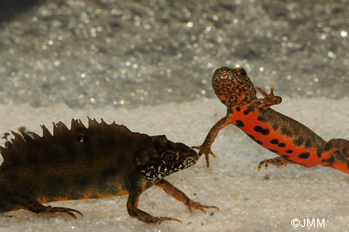 Triturus carnifex