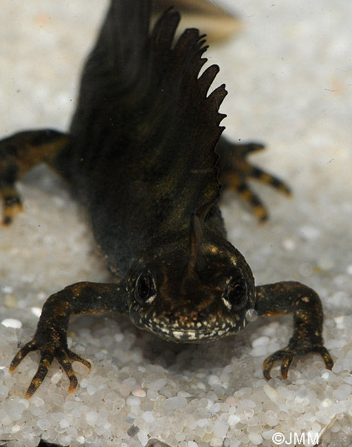 Triturus carnifex