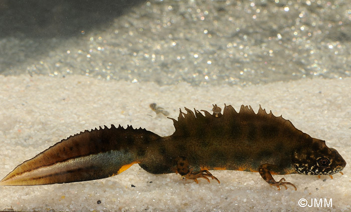 Triturus carnifex