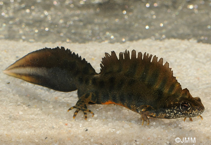 Triturus carnifex