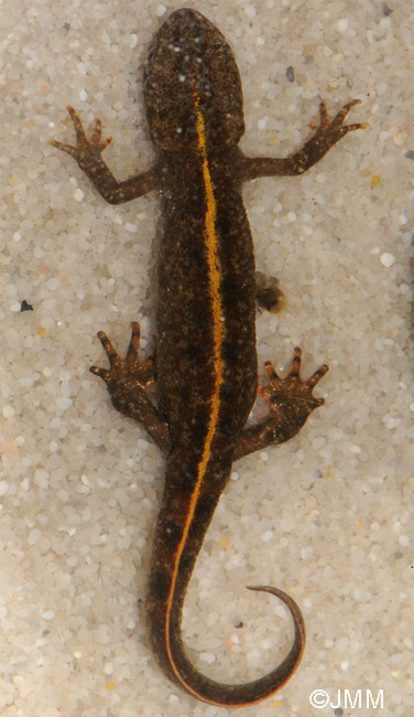 Triturus carnifex