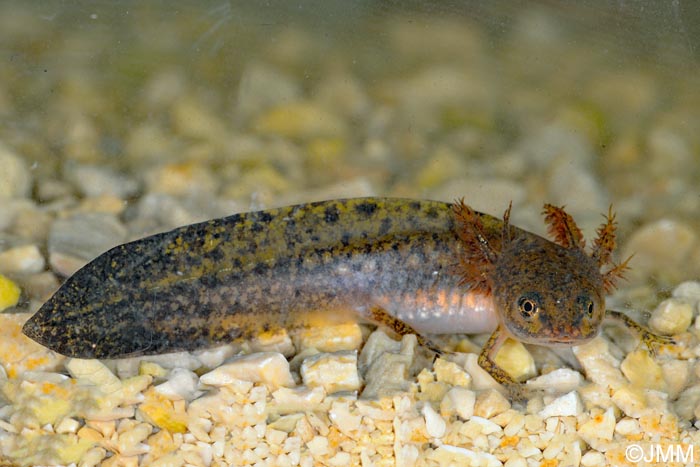 Triturus cristatus