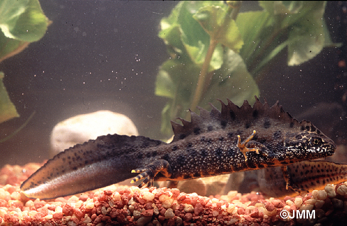 Triturus cristatus